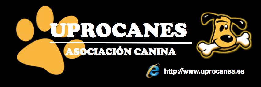 uprocanes's profile banner image