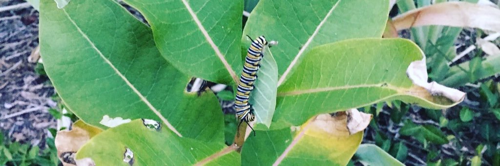 Brenda Parness banner