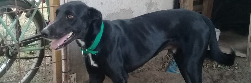 FebulaCele's profile banner image