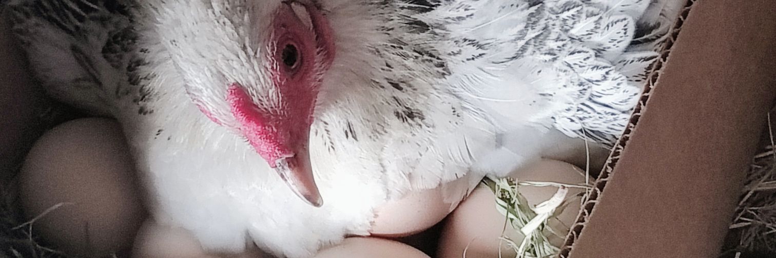 la_donna1's profile banner image