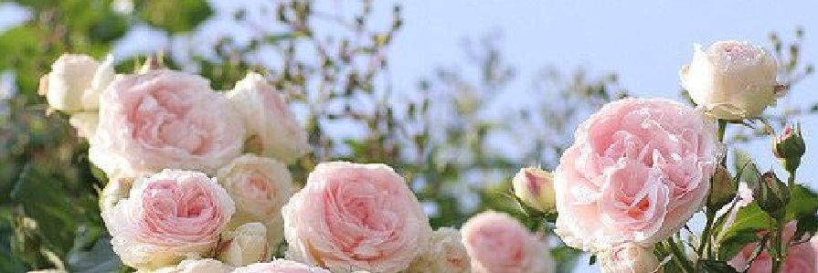 _MaraAlexandra_'s profile banner image