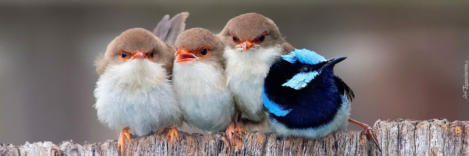 BlueBird's banner