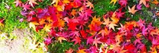 megu3367's profile banner image