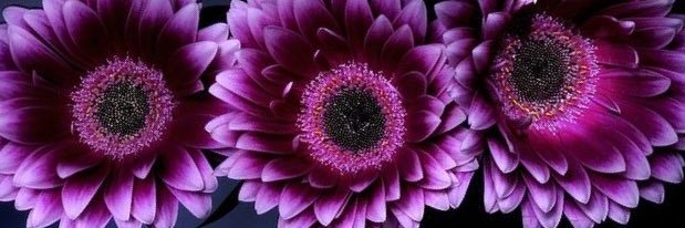 amber_1231's profile banner image
