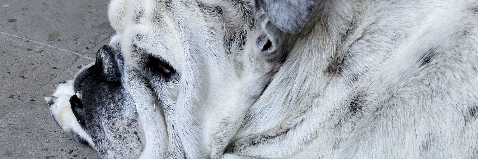 América Rubio banner