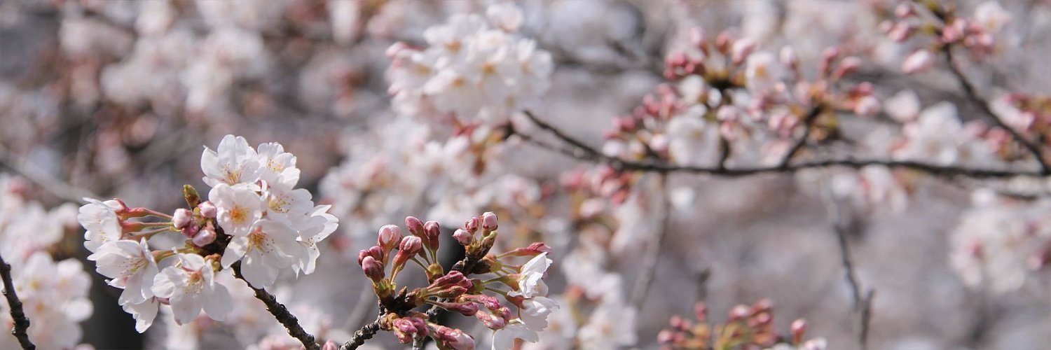 ankacetin's profile banner image