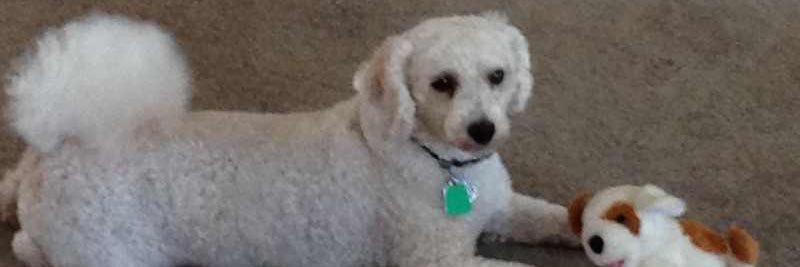 MurphyPoodle's profile banner image