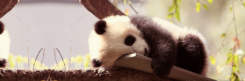 Panda_Reactions's profile banner image