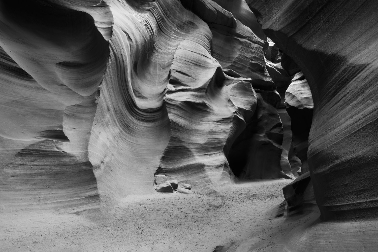 crypto animal banner