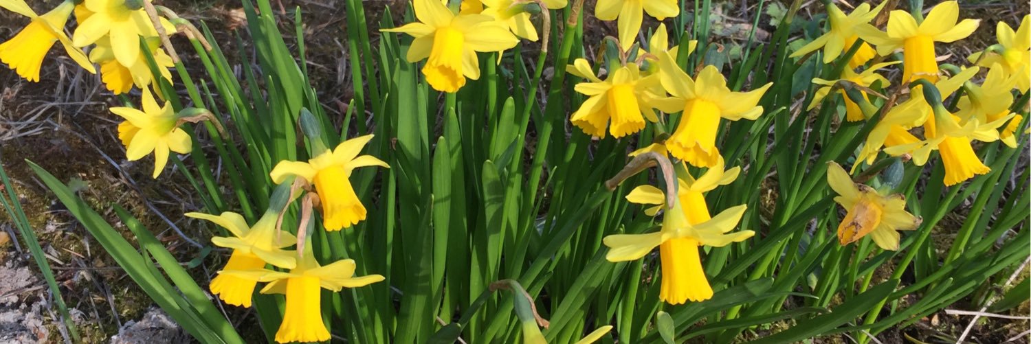 ArleneArls's profile banner image