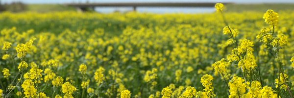 natomasbuzz Profile Banner