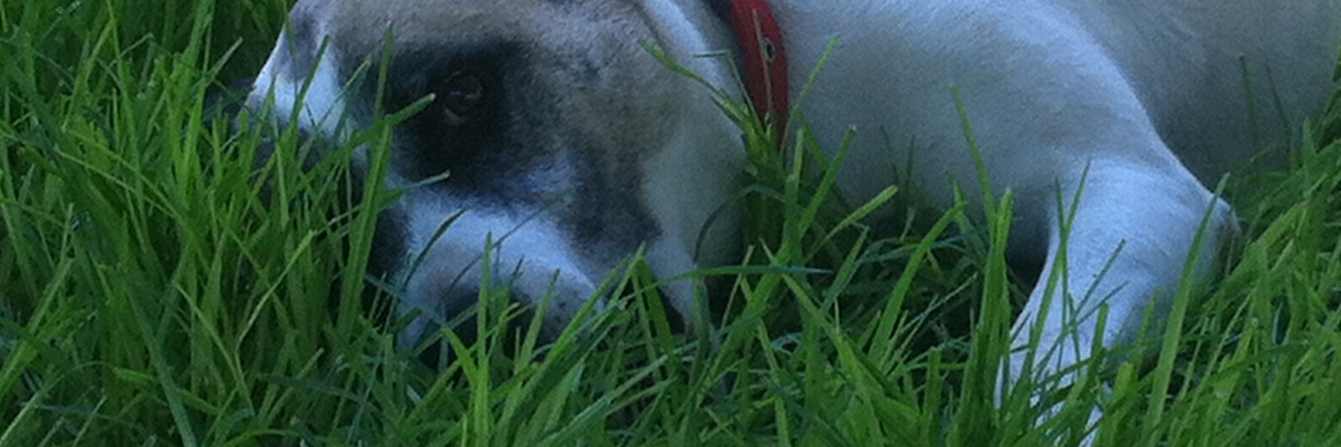 Amit banner