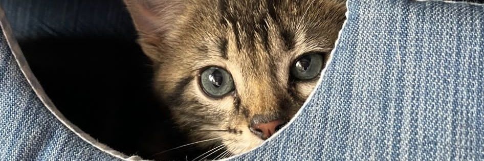 CocoferFelina's profile banner image