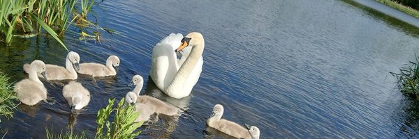 dunkingwithfish Profile Banner
