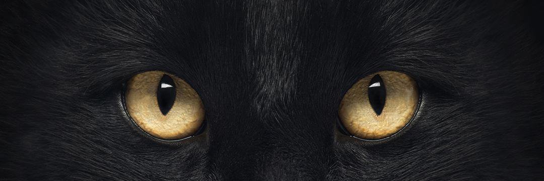 stephaniocta's profile banner image