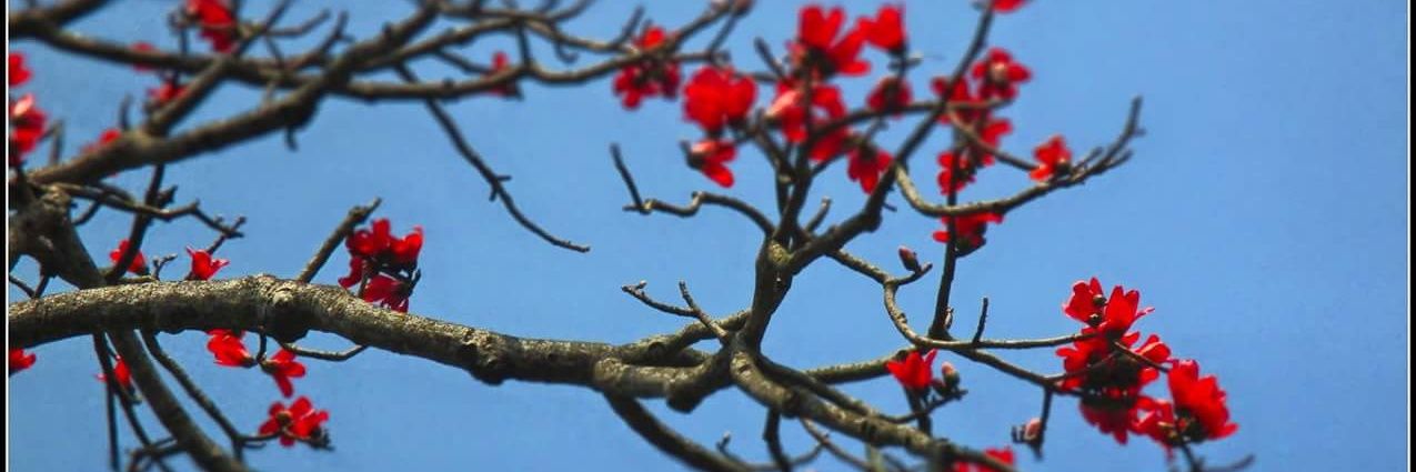 Biswajit43's profile banner image