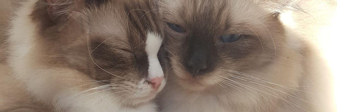 Marie B & the Rebel Raggie Crew banner