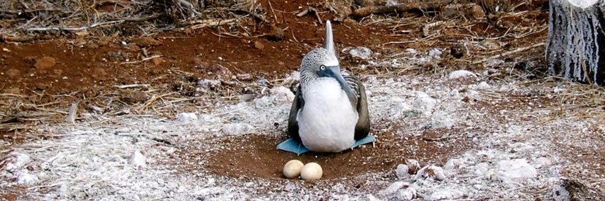 Tropical Seabird Fan Account banner