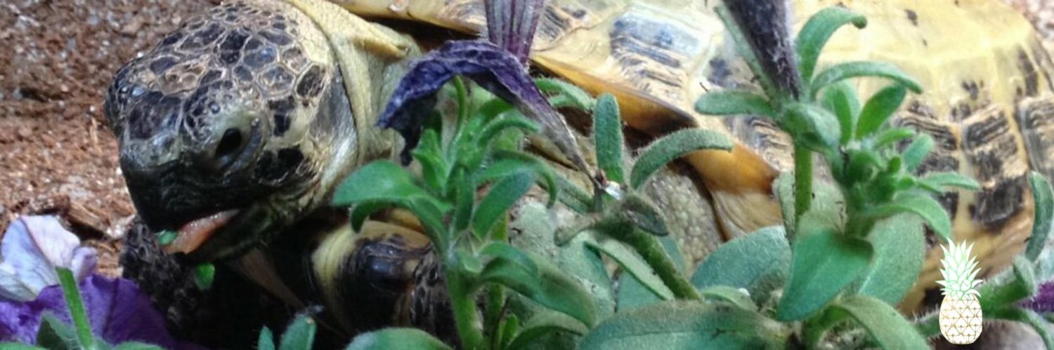 NFNicole🐢🐘🐆🐾 banner