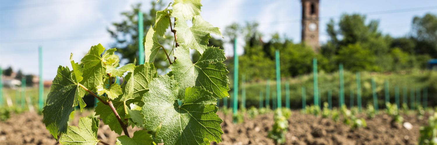 FinigetoWines's profile banner image