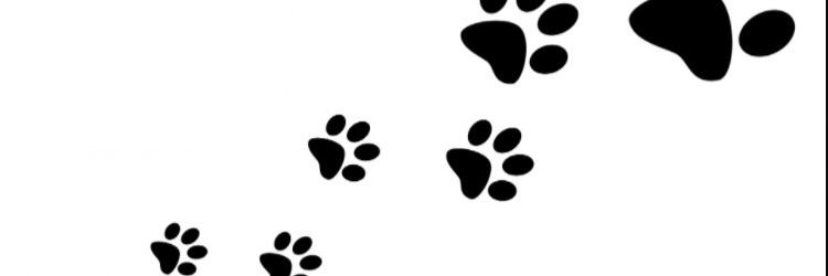 Link Crew CHS banner