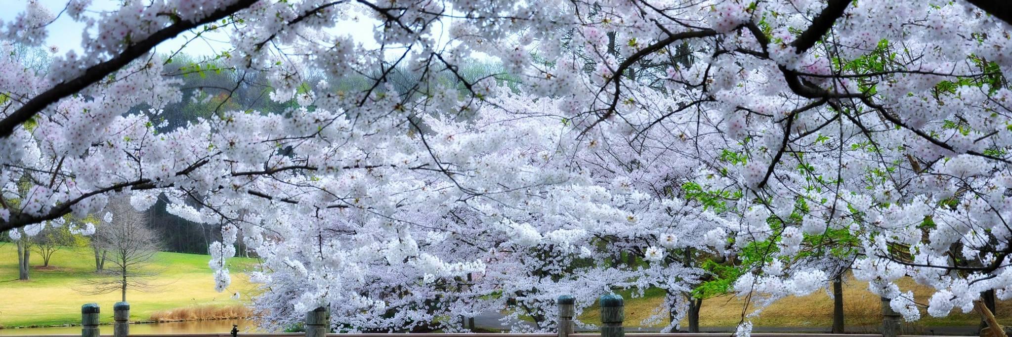 Meadowlark Botanical banner