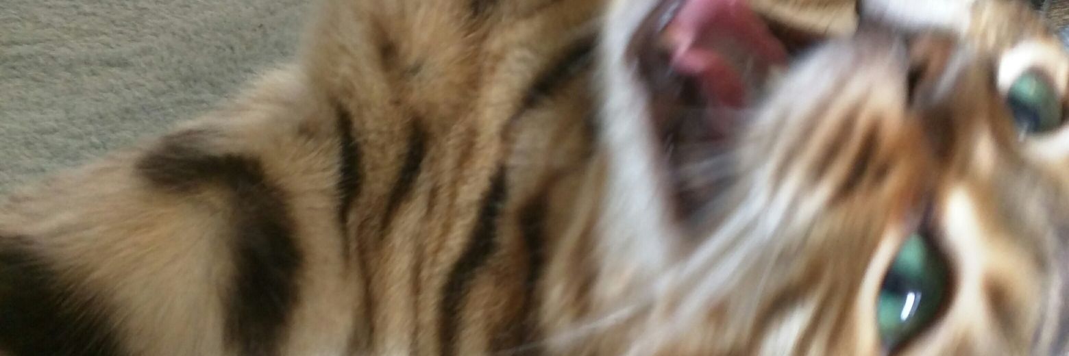 PrezCarezz's profile banner image