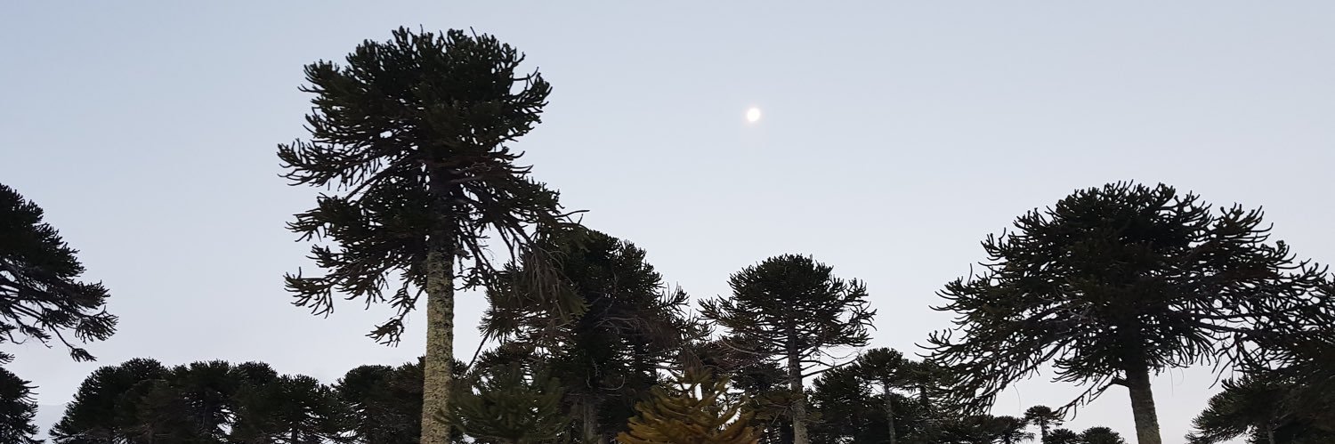 paulaagu's profile banner image