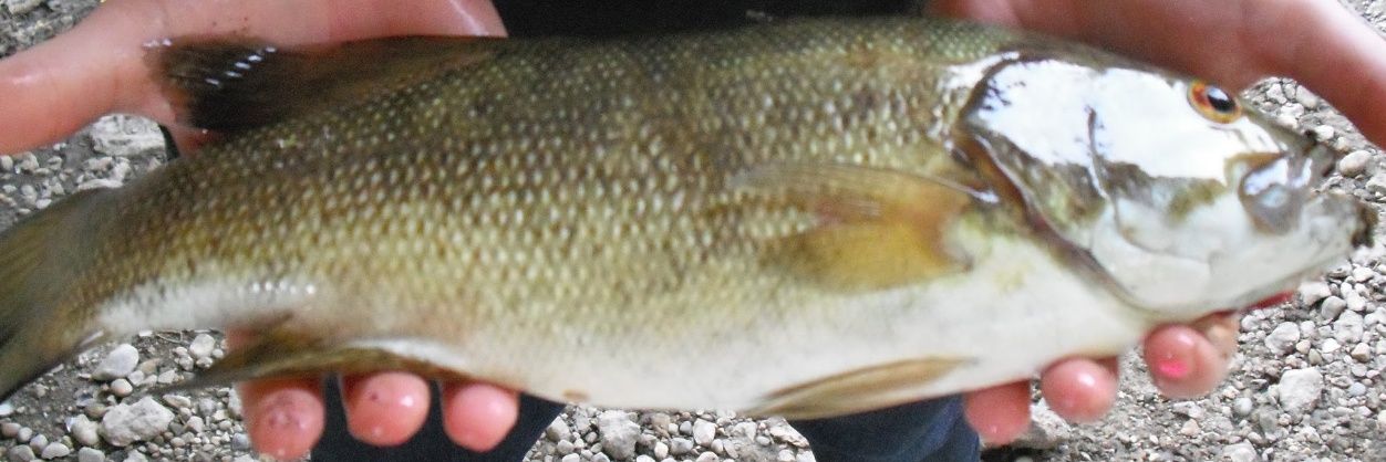 FishmongerDon's profile banner image