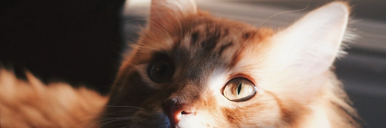 ElsieMullins's profile banner image