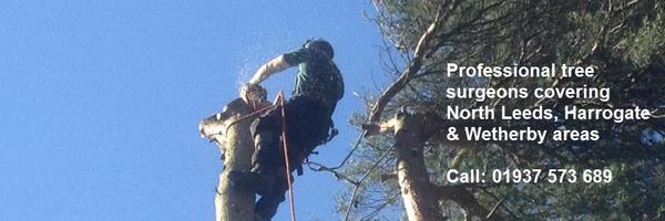 bardseytrees Profile Banner