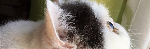 ItBiscu's profile banner image