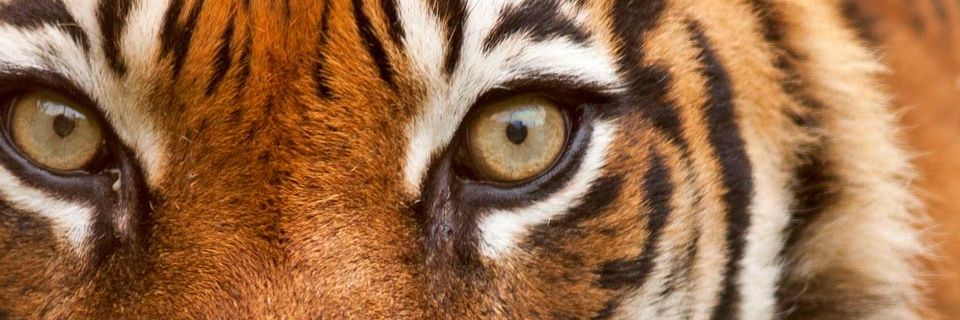 luisaflomer's profile banner image