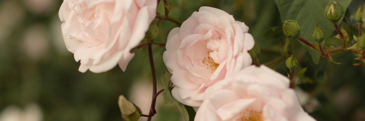 SOLIDMOTHERHOOD's profile banner image