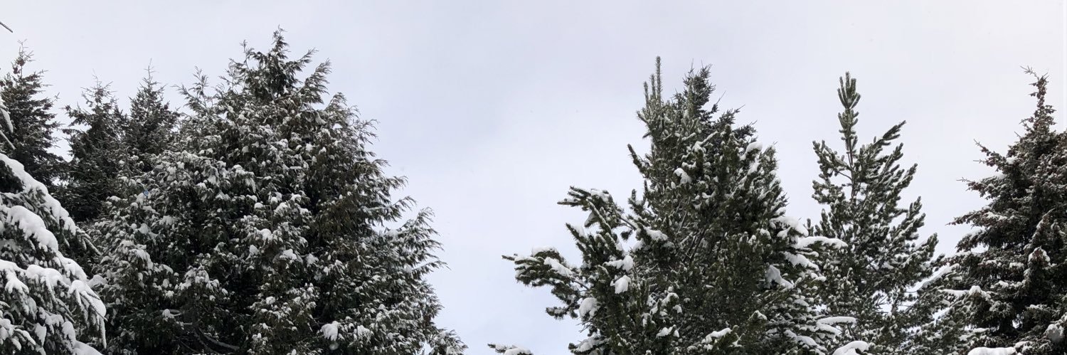 selenaraviol's profile banner image