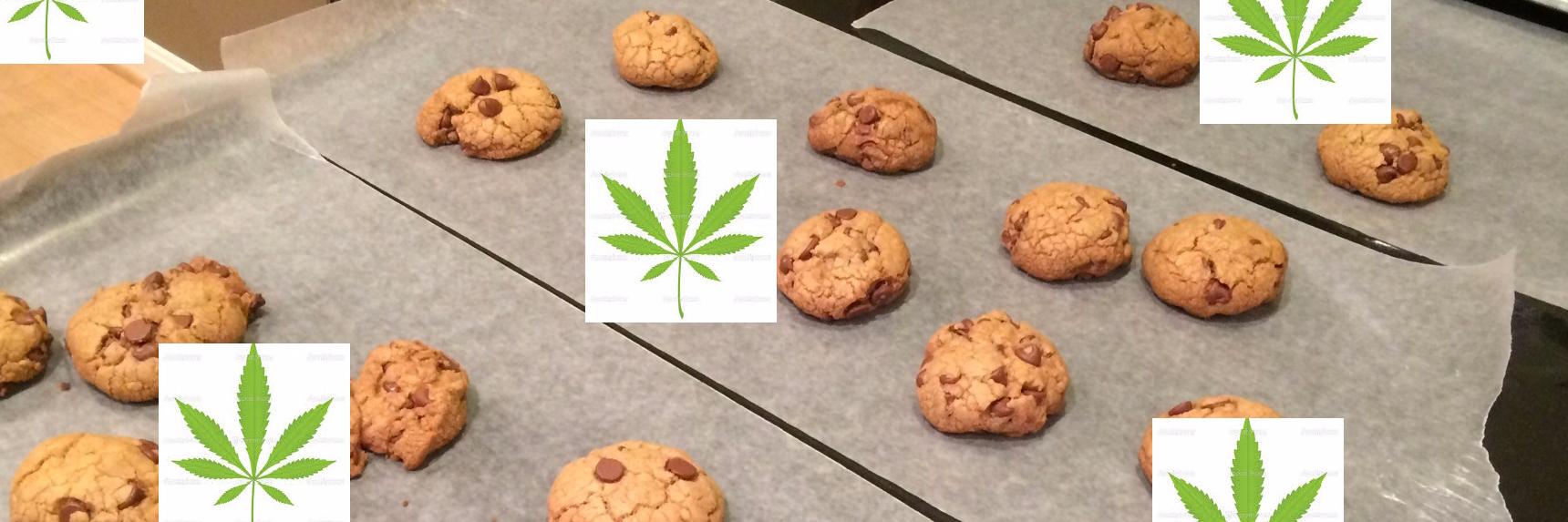 Canna_Party's profile banner image