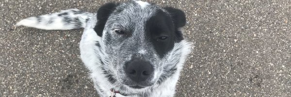 Nickiatori Profile Banner