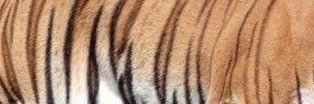 とらべぇ🐅 banner