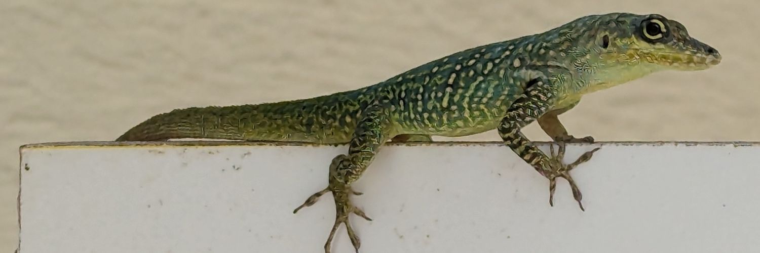 humane_frog's profile banner image