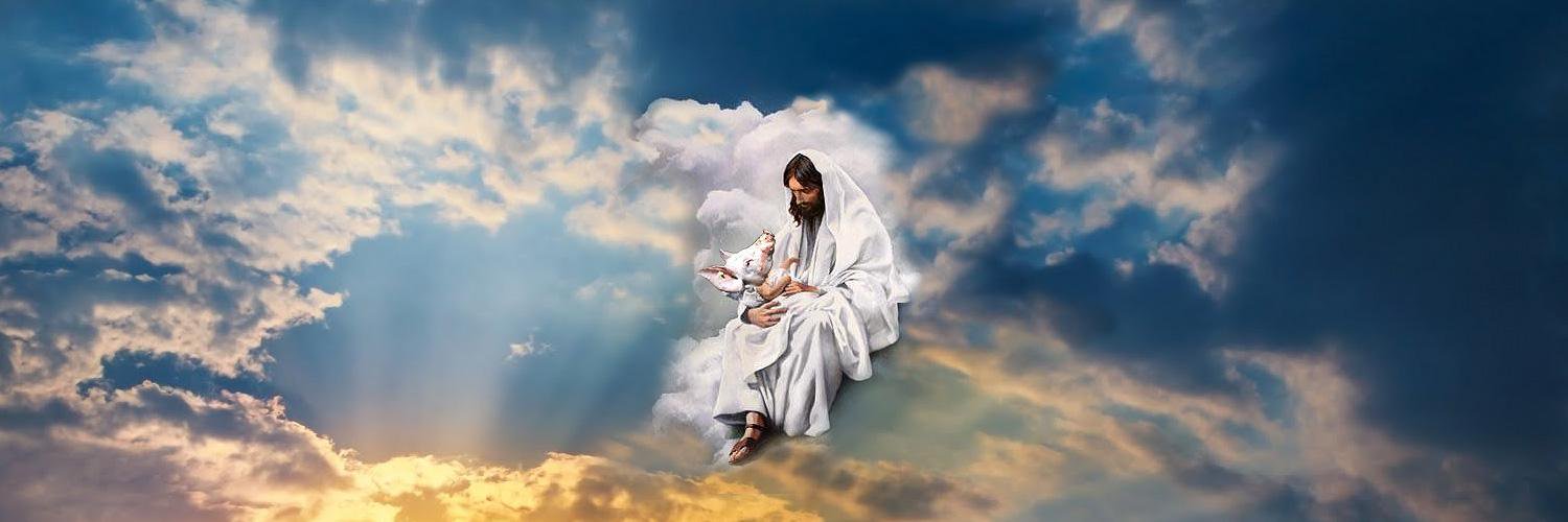 jesusxanimals's profile banner image