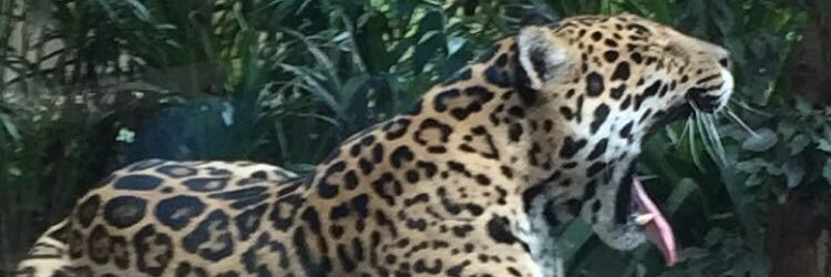Michelle Bowater banner
