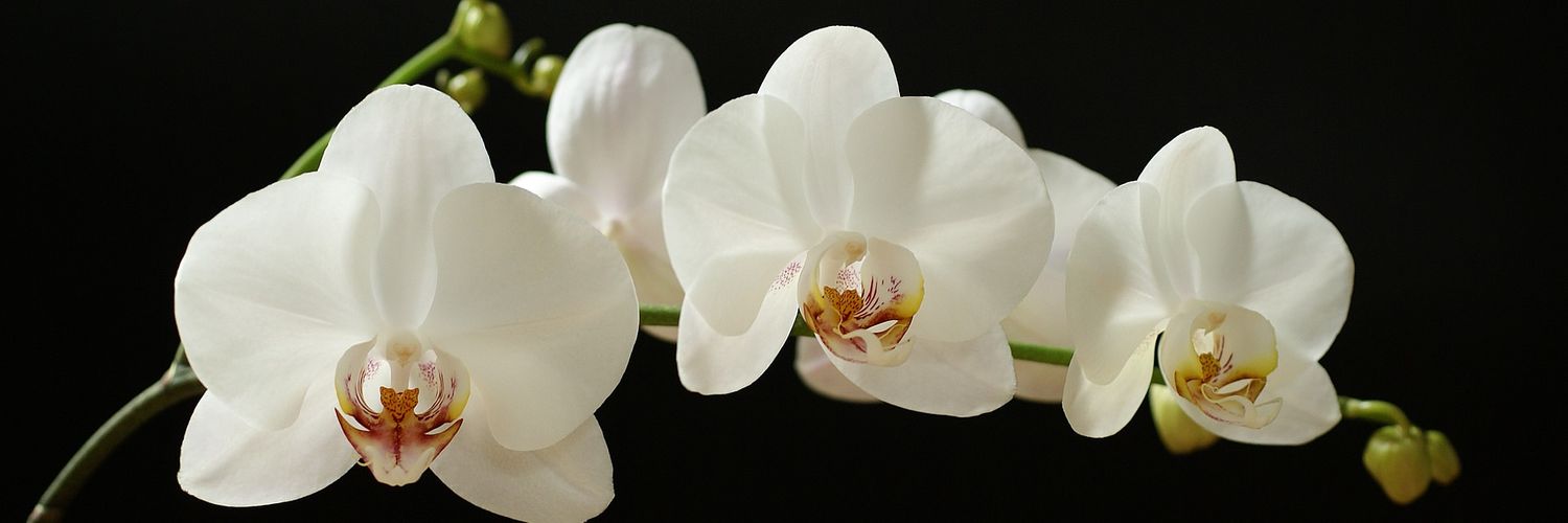 suzzersss's profile banner image