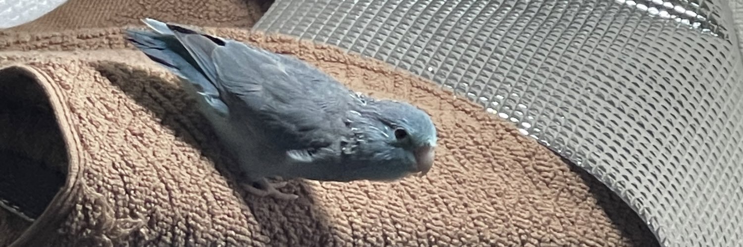 FlyingDodo_bird's profile banner image