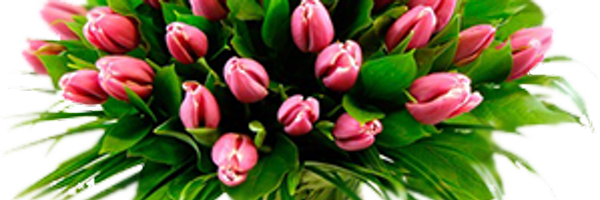 PDWaele Profile Banner