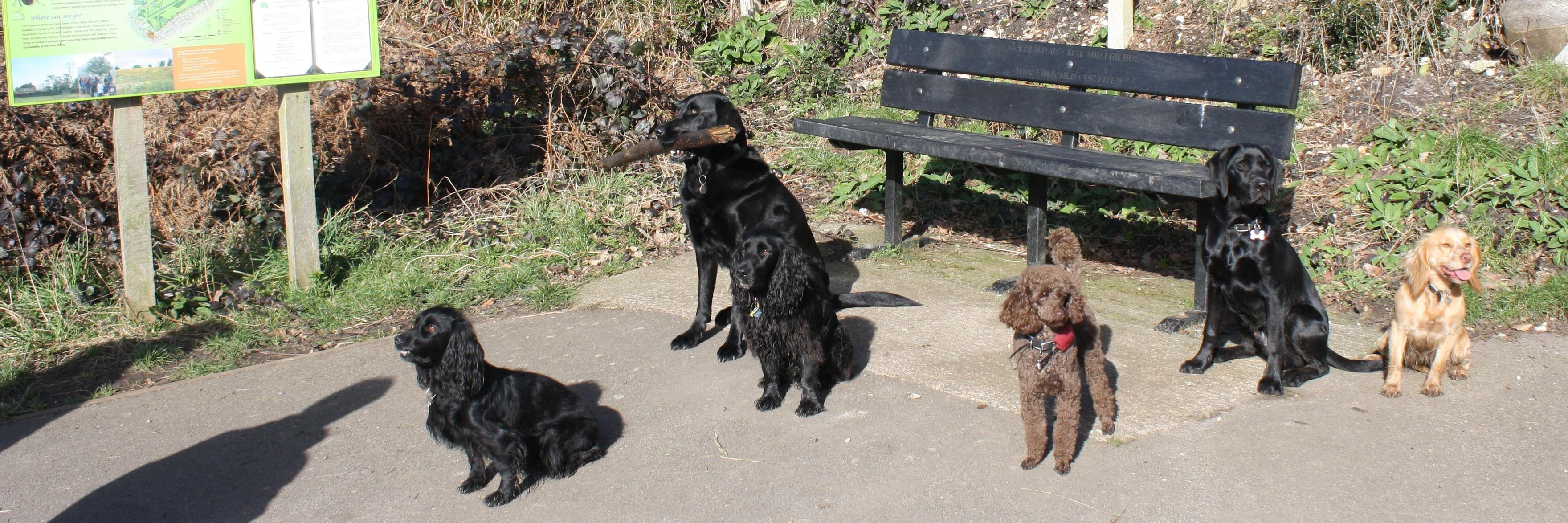 NHSBHearingDogs's profile banner image