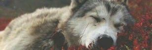 WolfiMonster's profile banner image