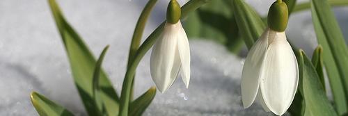 Afrika Borsa & Dolar banner