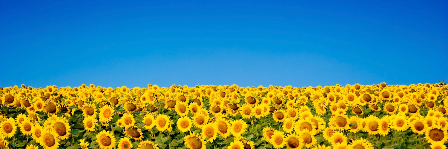 Maggie MacAlpine banner