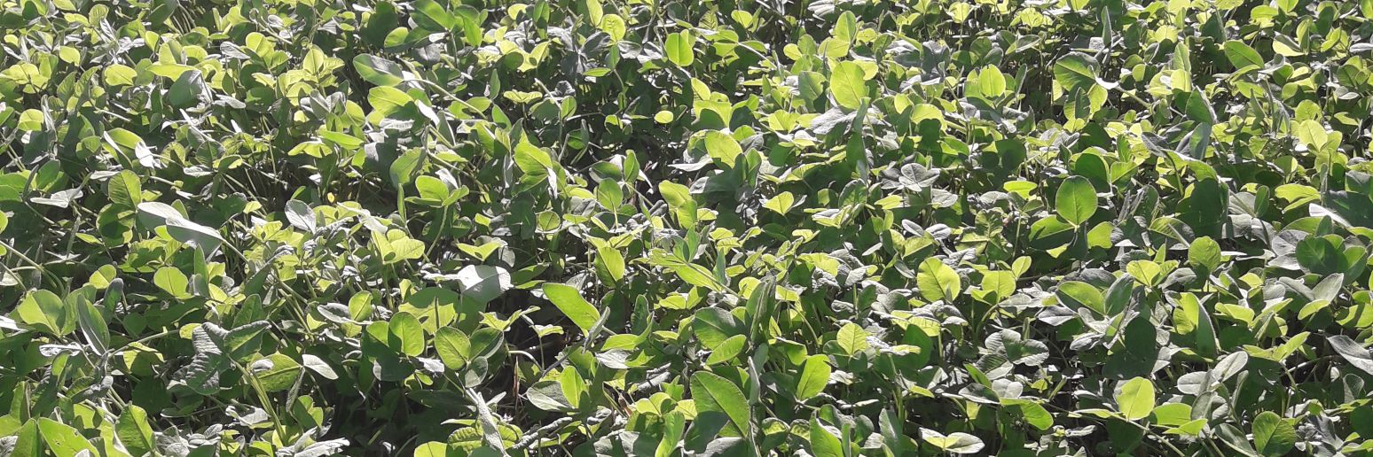 Stéphane Hanquez banner