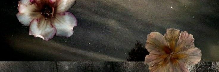 Primgea's profile banner image
